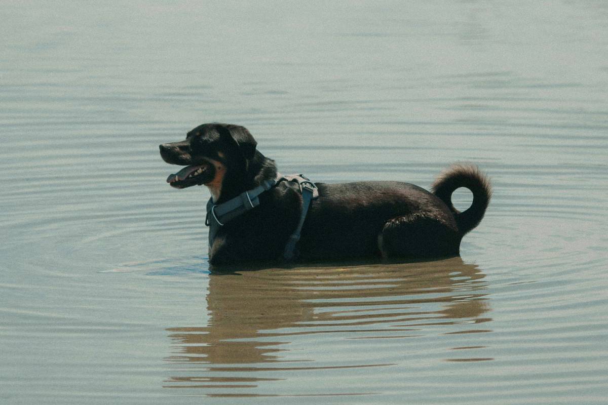 A chart explaining IP ratings from IPX0 to IPX9 with descriptions of each level.