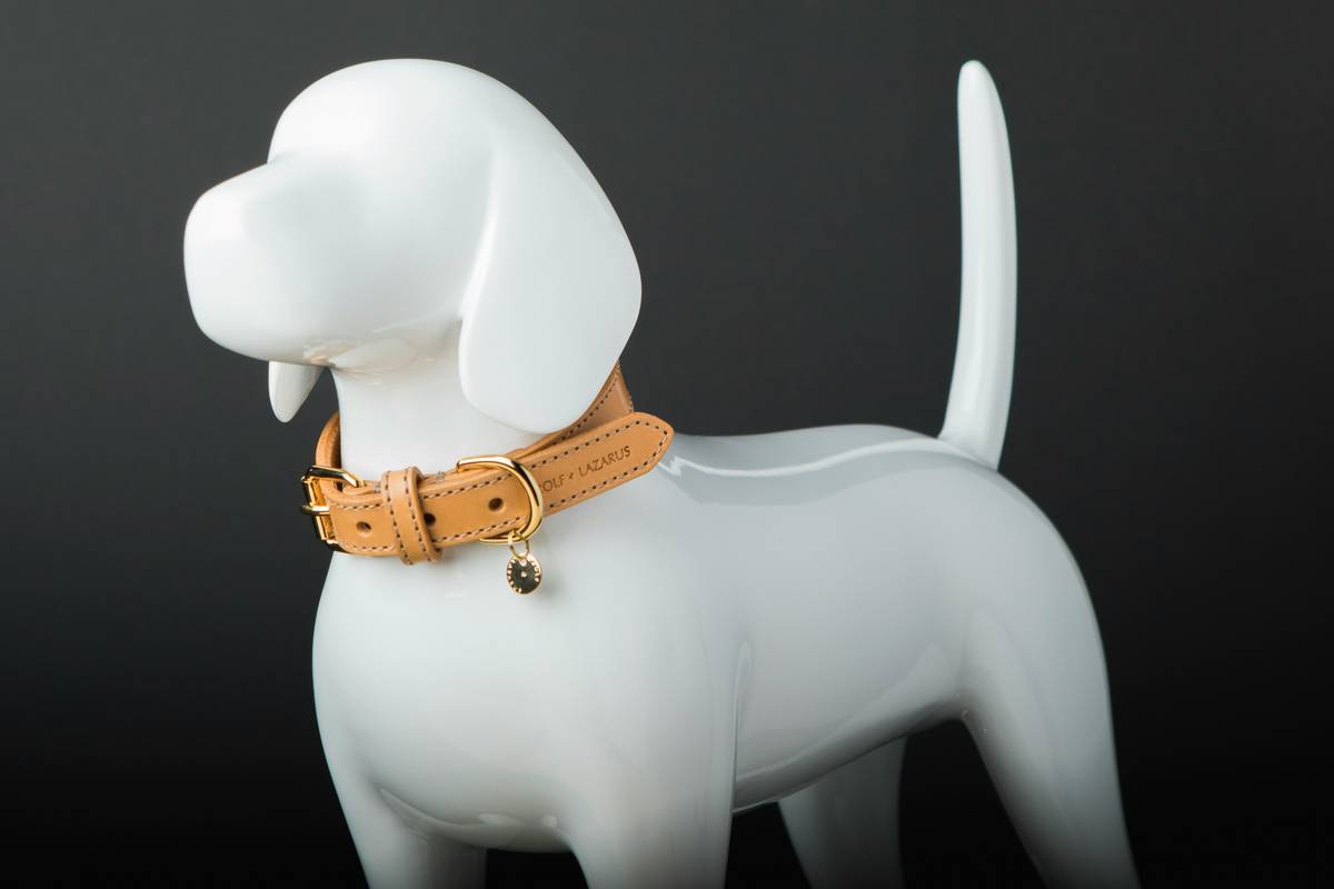 Close-up of a durable GPS tracker attached to a leather dog collar