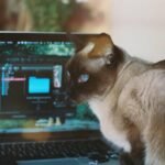 How to Master Automated Pet Data Email: Track, Analyze, and Optimize Your Furry Friend's Activity