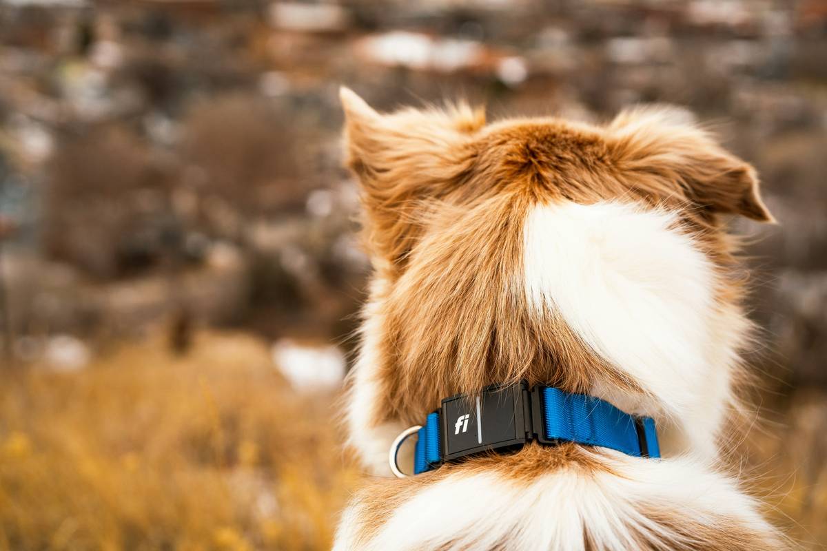 How to Master Pet Data Privacy Settings for Activity Monitors