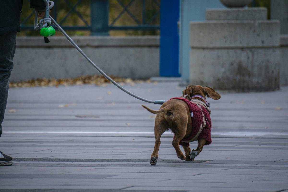 Illustration showing a lost dog scenario where a panicked owner searches for their pet.