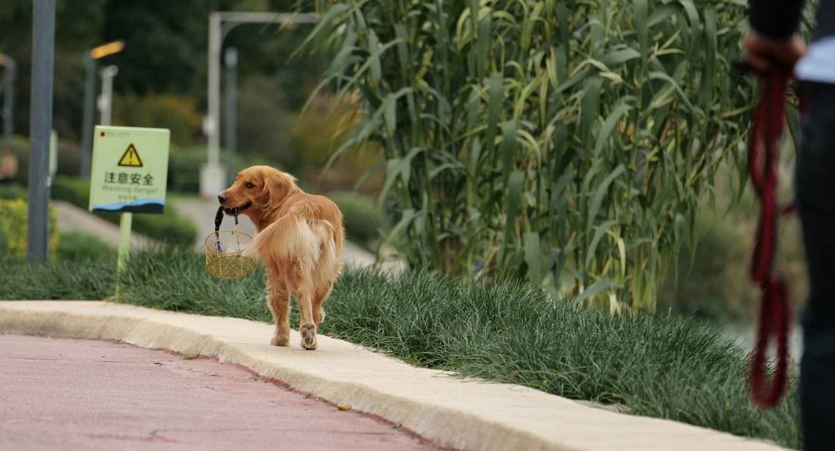 Illustration showing signs of dehydration in pets