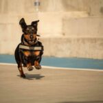 Maximizing Your Pet's Health: How to Use Activity Monitors for a Better Pet Daily Health Score