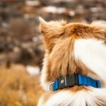 Why Every Pet Owner Needs a Pet Hydration Monitor: The Ultimate Guide