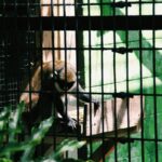 Why Every Vet Needs a Pet Activity Monitor for Vets: The Ultimate Guide