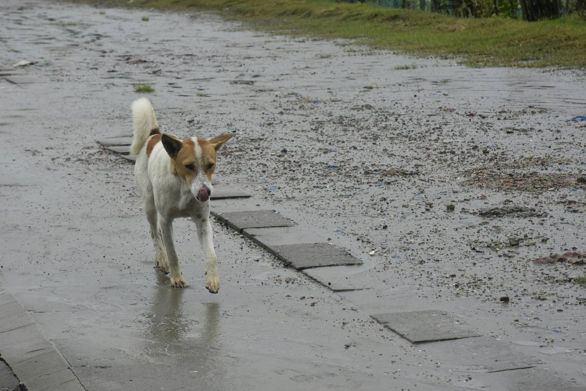 Why Your Pet’s GPS Tracker Waterproof Rating Matters (& How to Pick the Best One)