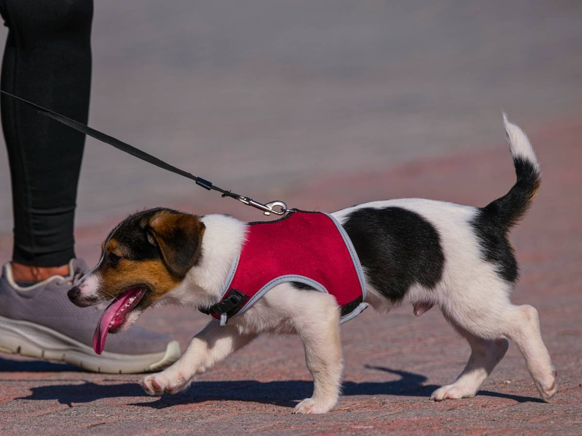 A dog wearing an activity monitor collar while playing fetch in a park