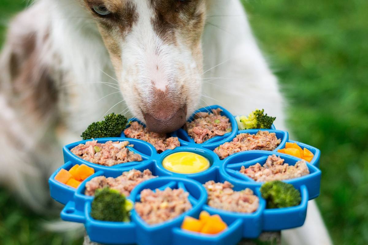 How to Master Pet Nutrition Activity Sync: The Ultimate Guide for Smart Pet Owners