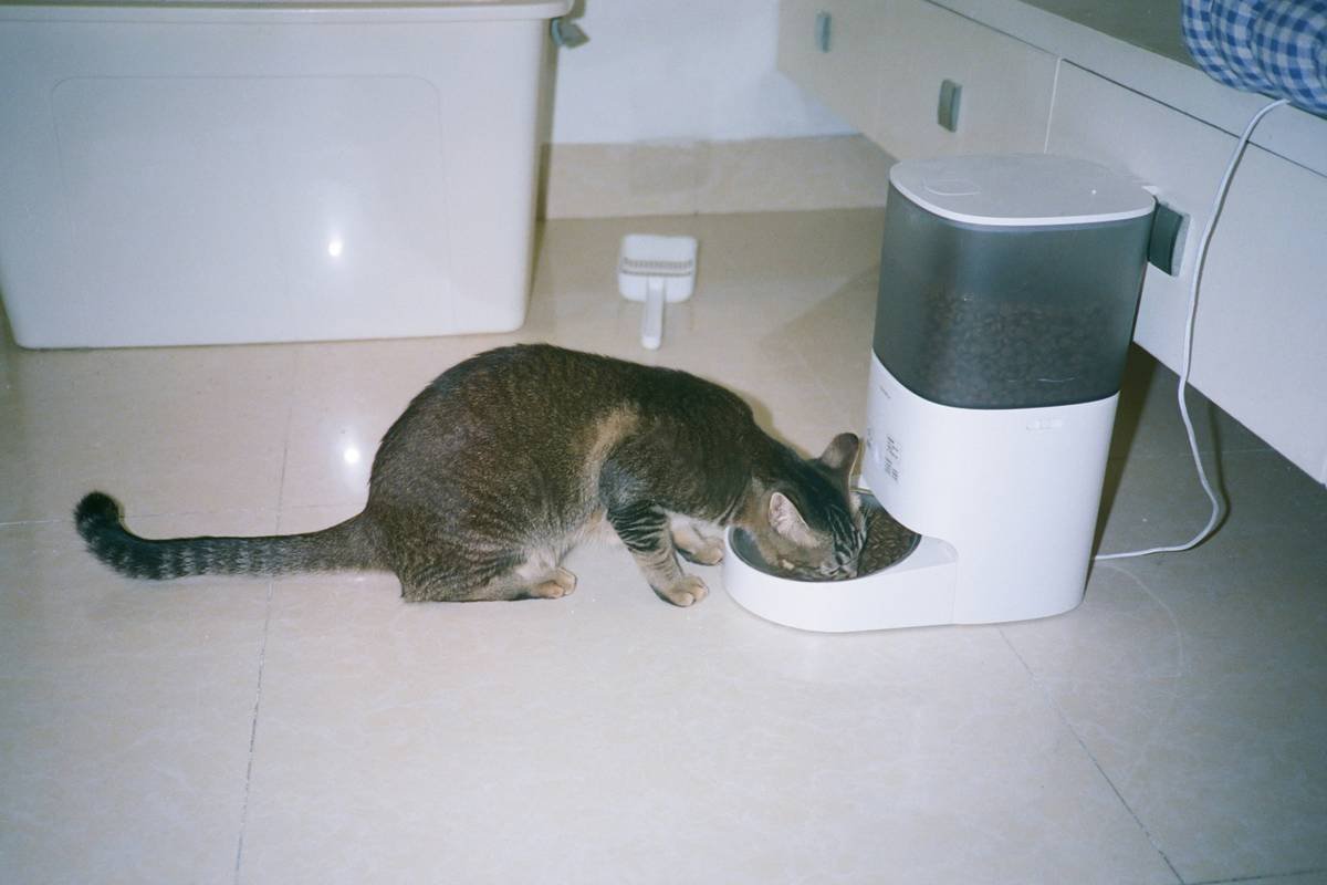 Is Your Pet Monitor Data Encryption Secure Enough? The Honest Guide for Pet Parents