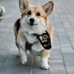Top GPS Tracker Without Subscription: Keep Tabs on Your Furry Friends!