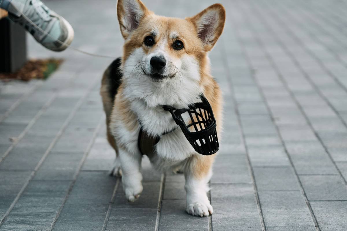 Top GPS Tracker Without Subscription: Keep Tabs on Your Furry Friends!