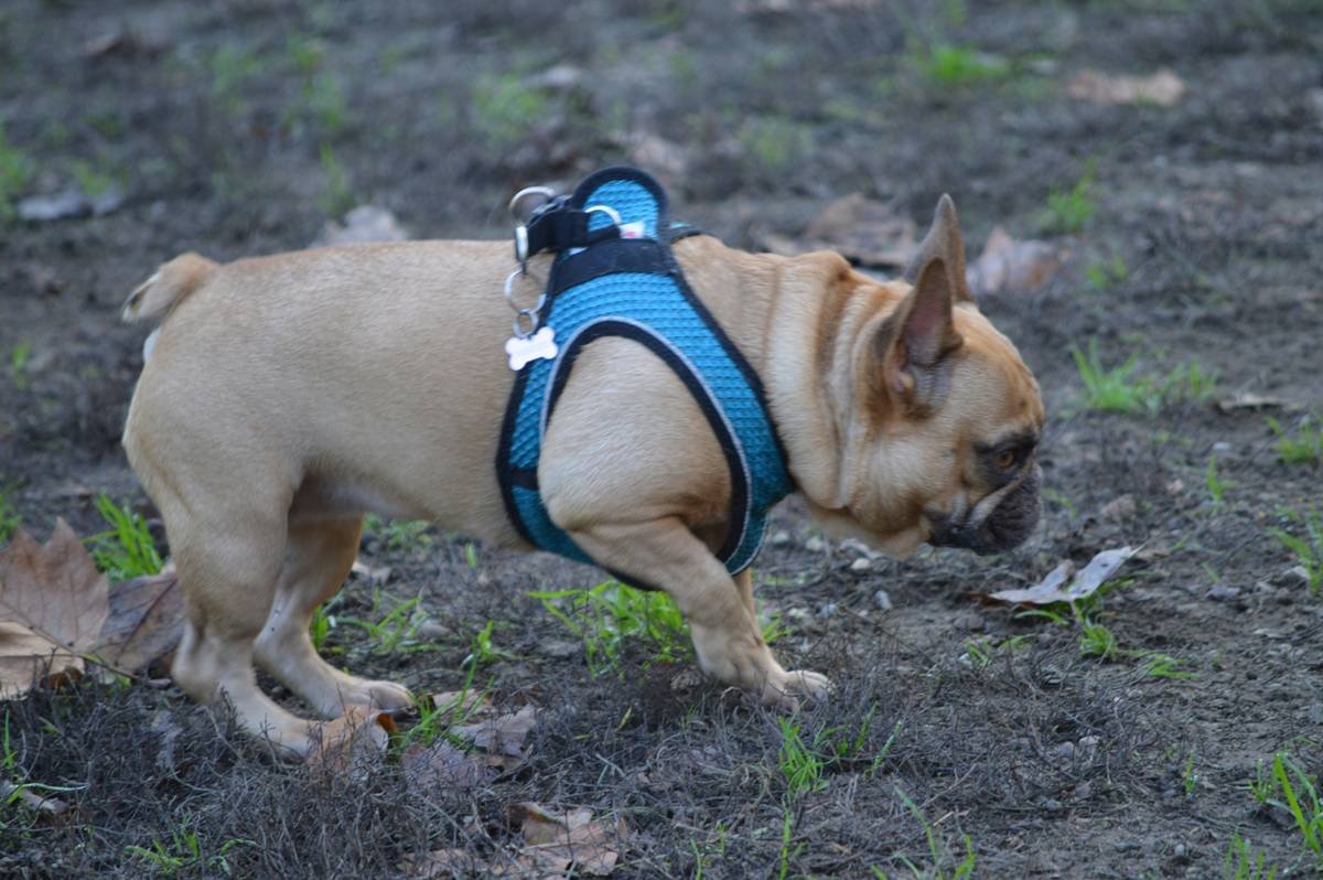 A dog wearing an activity monitor collar while lounging on a couch