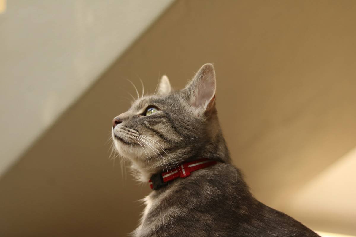 A sleek GPS tracker attached to a dog collar, designed for durability and ease of use.