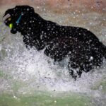 GPS Tracker Durable Design: Keep Your Pet Safe and Stylish