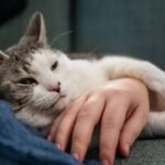 How a Pet Anxiety Activity Monitor Can Save Your Sanity (and Your Sofa)