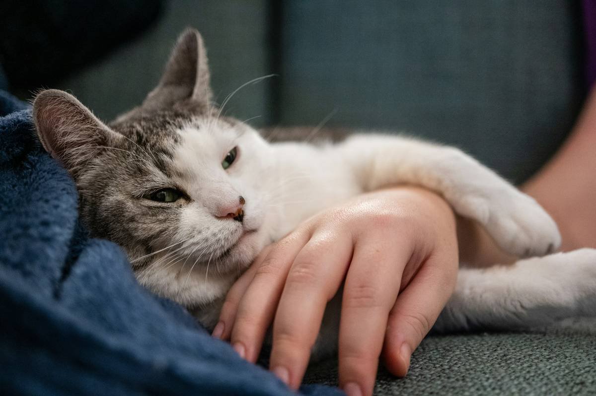 How a Pet Anxiety Activity Monitor Can Save Your Sanity (and Your Sofa)