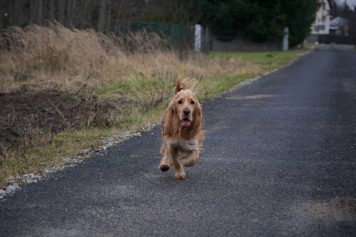 Infographic showing statistics on lost pets and the benefits of using a GPS tracker