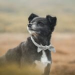 Keep Your Pet Safe with GPS Tracker Real-Time Alerts: A Comprehensive Guide