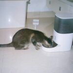 Mastering Pet Data Sharing Settings for Smarter Activity Monitors