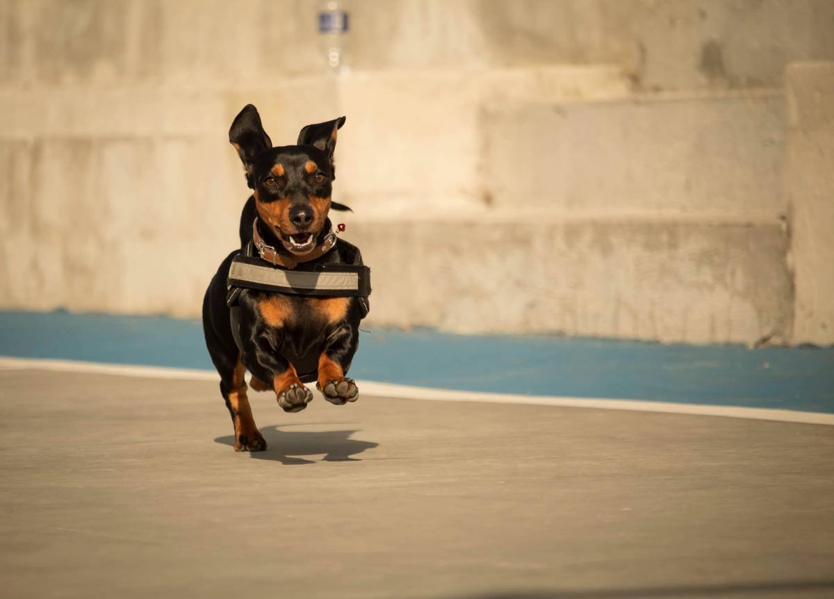 Proper placement of a pet activity monitor on a dog collar