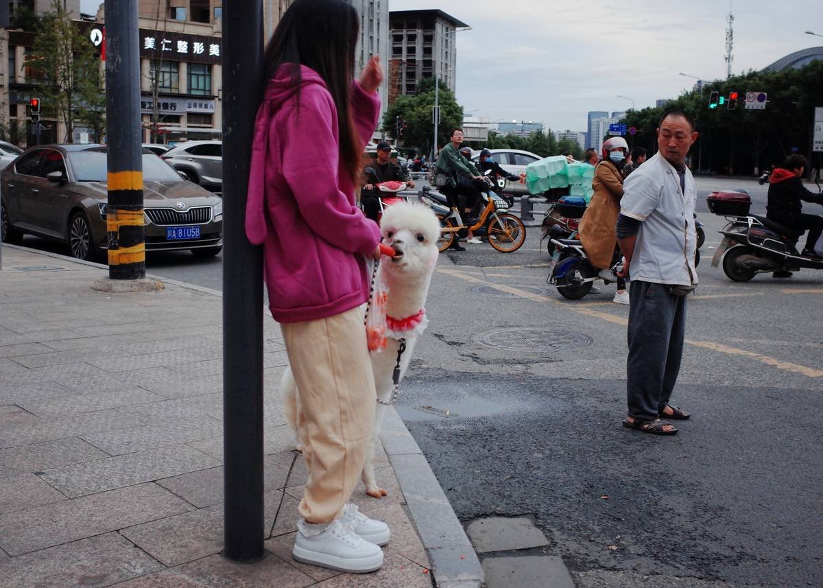 Infographic showing the importance of pet activity monitors and common issues