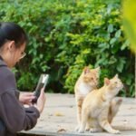 Troubleshooting Pet Sync: A Comprehensive Guide to Keeping Your Pet's Activity Monitor Running Smoothly
